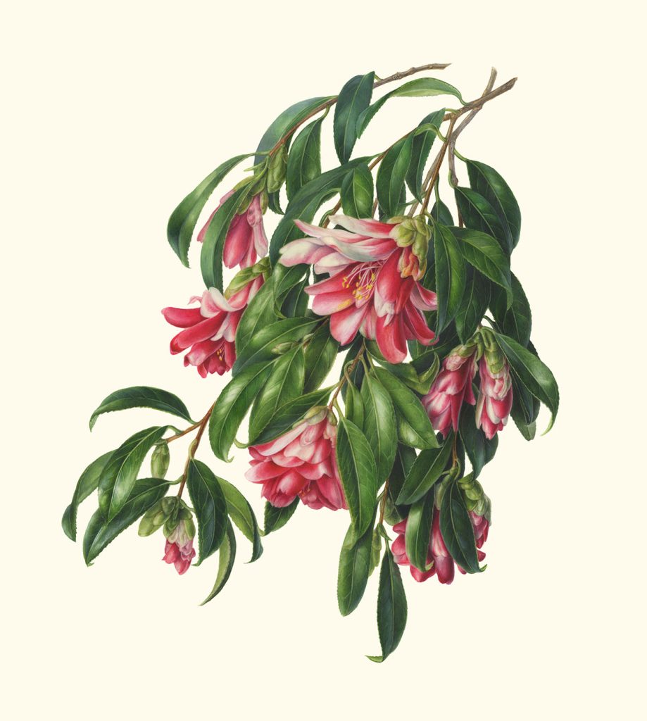 Camellia japonica ‘Kujaku-tsubaki’ ツバキ 孔雀椿