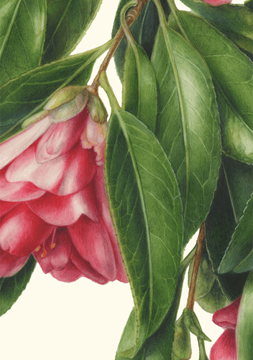 Camellia japonica‘Kujaku-tsubaki’ ツバキ 孔雀椿