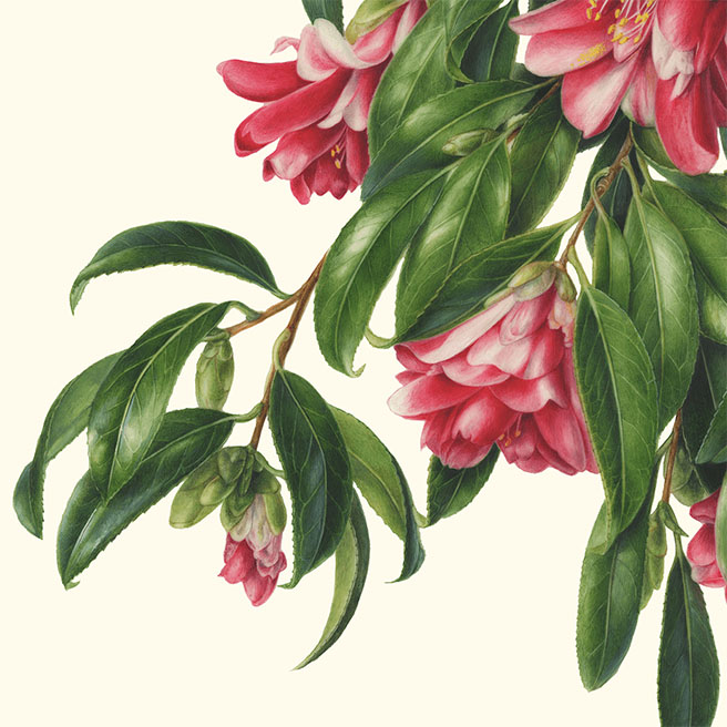 Camellia japonica‘Kujaku-tsubaki’ ツバキ 孔雀椿