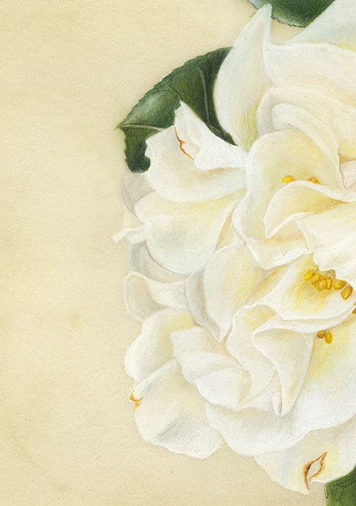 Camellia japonica‘Yuki-botan’ ツバキ ’雪牡丹’