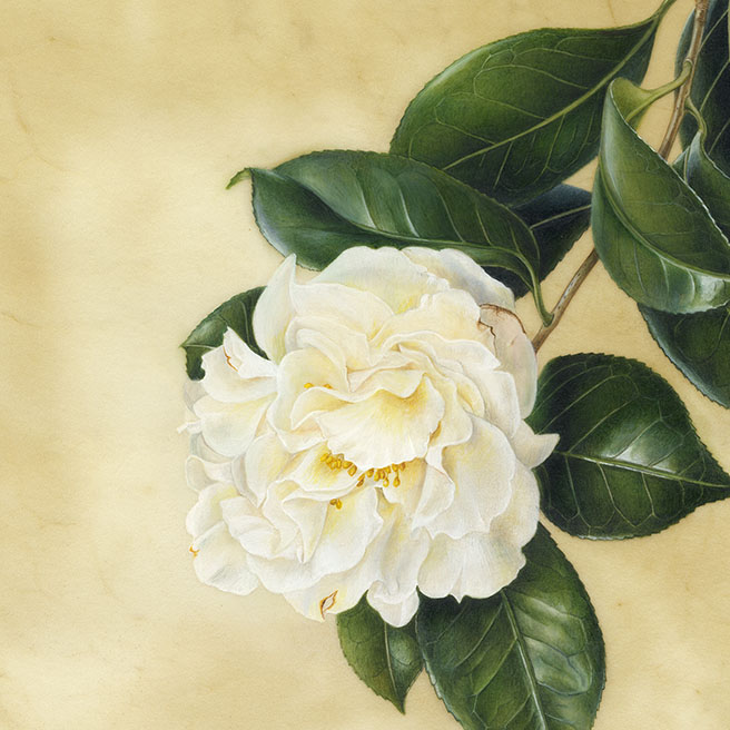 Camellia japonica‘Yuki-botan’ ツバキ ’雪牡丹’
