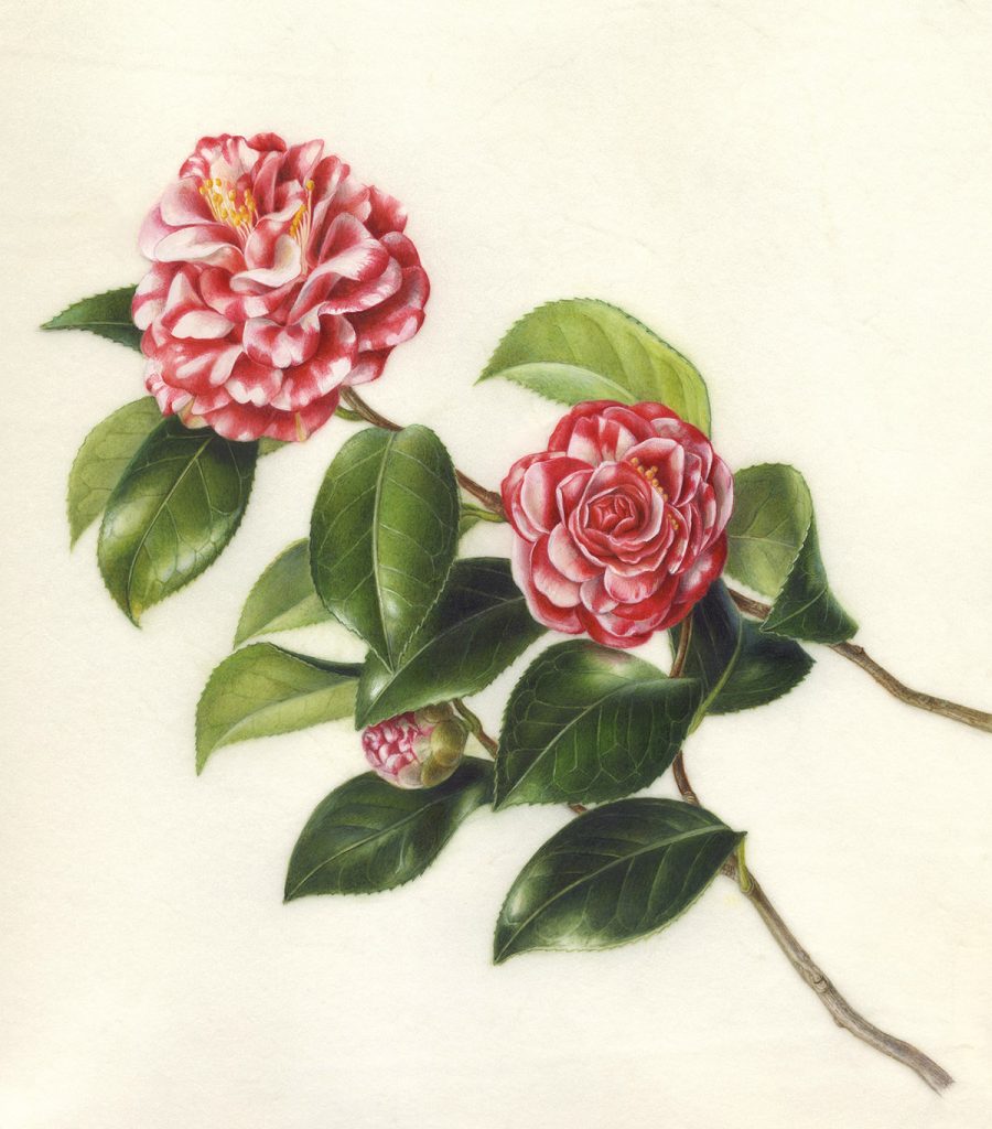Camellia japonica‘Kagoshima/ Pinecorn’ ツバキ ‘鹿児島’