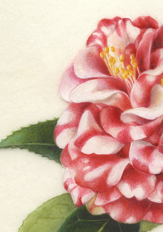 Camellia japonica‘Kagoshima/ Pinecorn’ ツバキ ‘鹿児島’