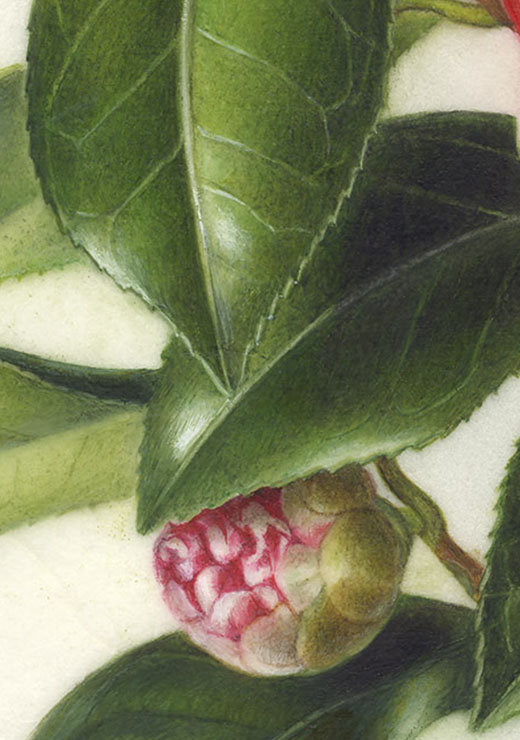 Camellia japonica‘Kagoshima/ Pinecorn’ ツバキ ‘鹿児島’