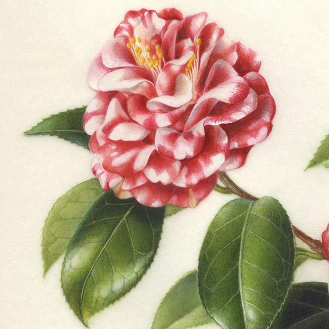 Camellia japonica‘Kagoshima/ Pinecorn’ ツバキ ‘鹿児島’