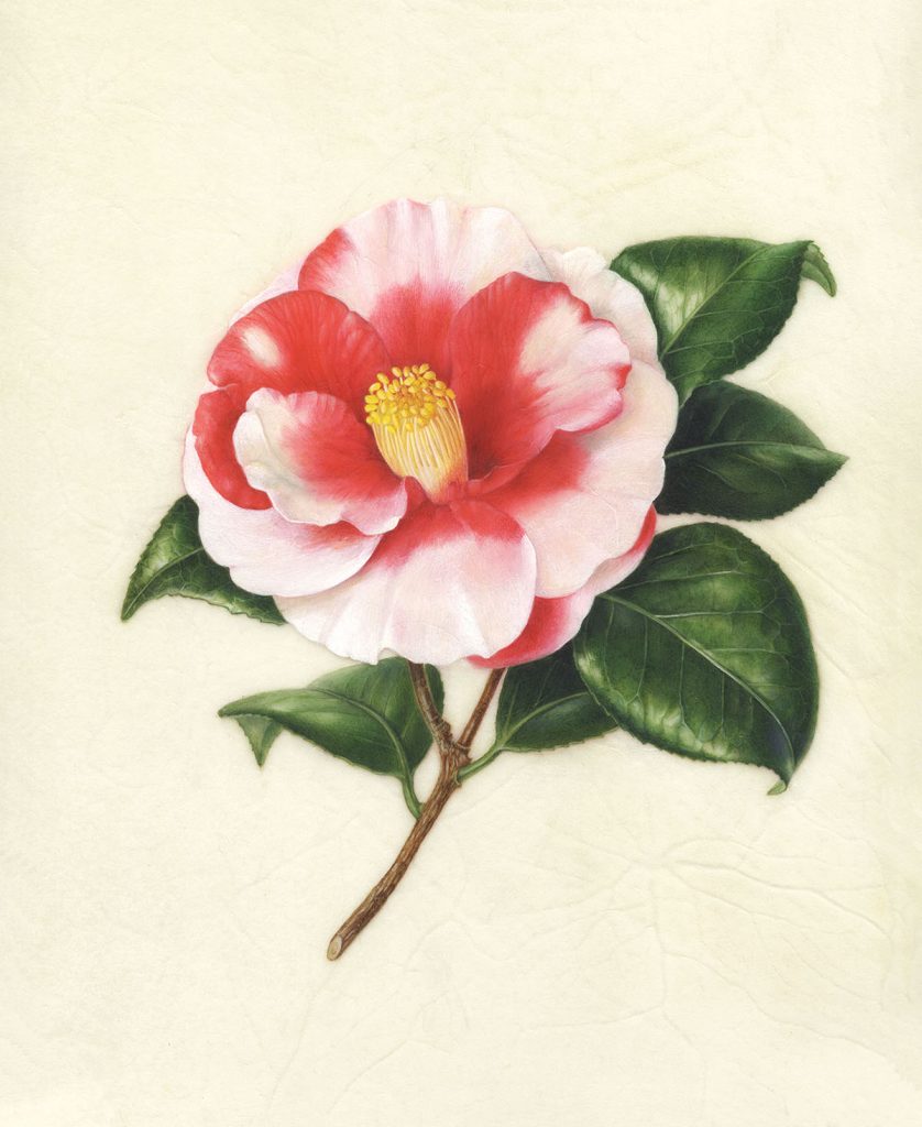 Camellia japonica‘Iwane-shibori’ ツバキ’岩根絞り’