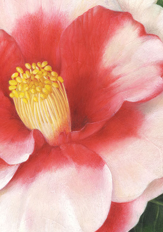 Camellia japonica‘Iwane-shibori’ ツバキ’岩根絞り’