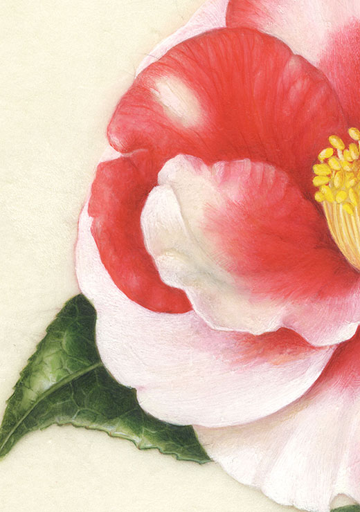 Camellia japonica‘Iwane-shibori’ ツバキ’岩根絞り’