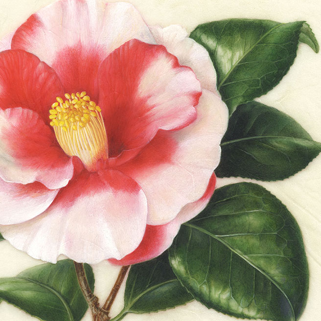 Camellia japonica‘Iwane-shibori’ ツバキ’岩根絞り’