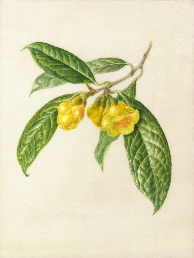 Camellia chrysantha‘Kinkacha’ ツバキ’金花茶’