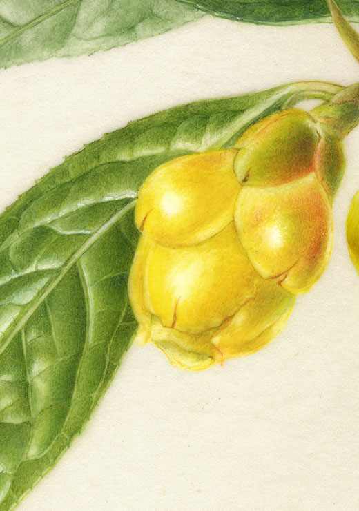 Camellia chrysantha‘Kinkacha’ ツバキ’金花茶’