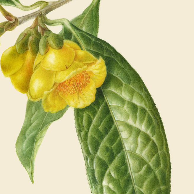 Camellia chrysantha‘Kinkacha’ ツバキ’金花茶’