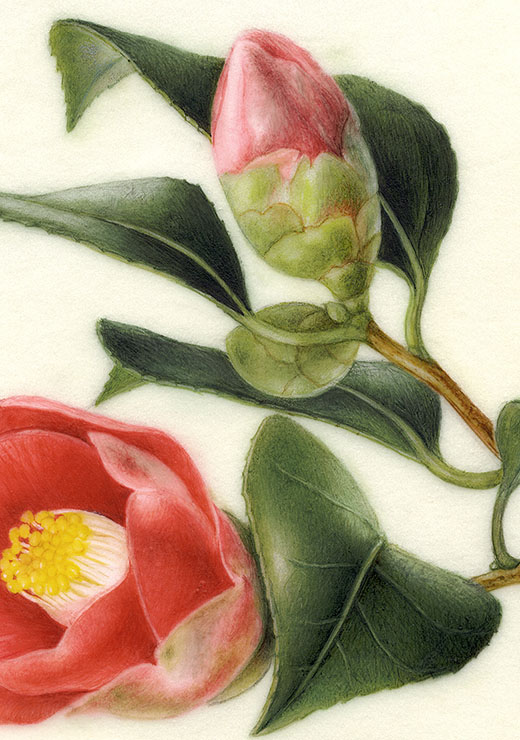 Camellia japonica L. ヤブツバキ