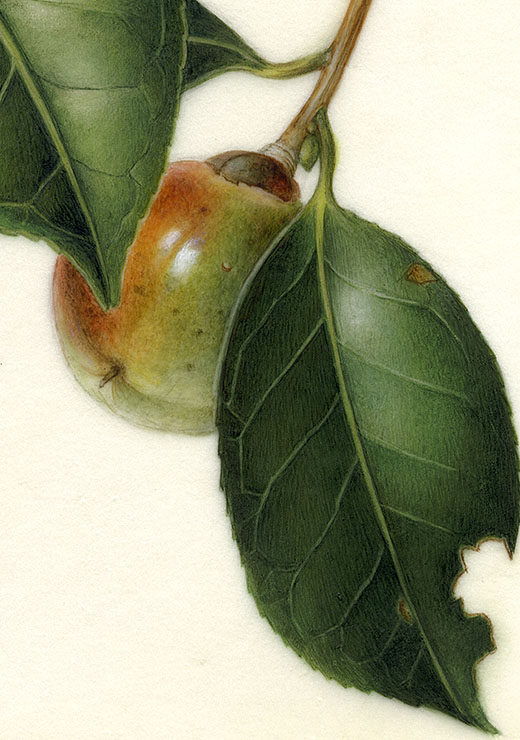 Camellia japonica L. ヤブツバキ