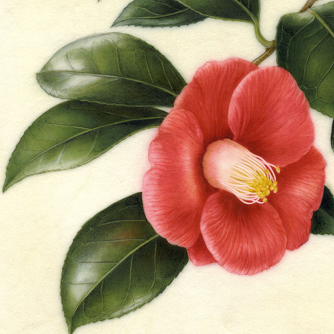 Camellia japonica L. ヤブツバキ