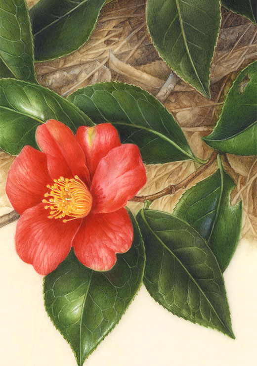 Camellia rasticana ユキツバキ
