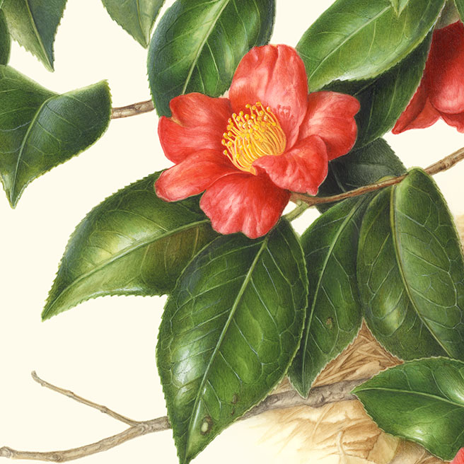 Camellia rasticana ユキツバキ