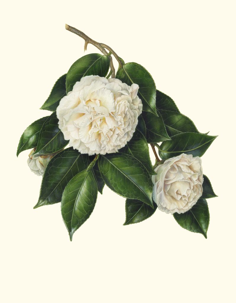 Camellia japonica‘Hakuho’ ツバキ‘白鳳’