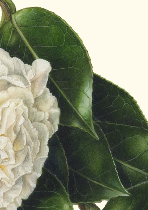 Camellia japonica‘Hakuho’ ツバキ‘白鳳’