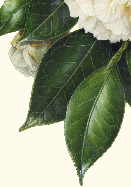 Camellia japonica‘Hakuho’ ツバキ‘白鳳’