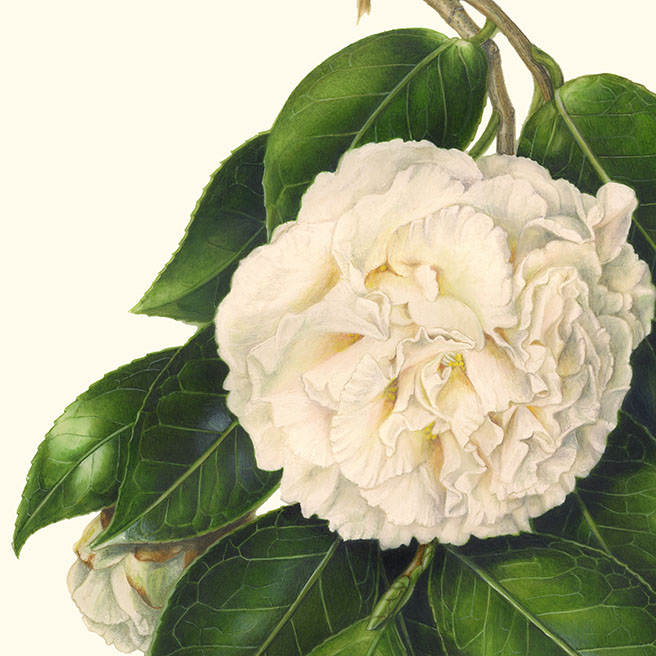 Camellia japonica‘Hakuho’ ツバキ‘白鳳’