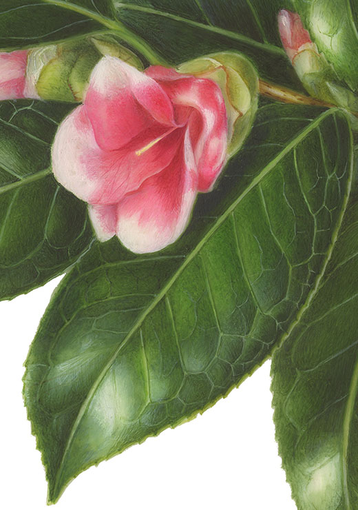 Camellia japonica cv. kocho-wabisuke ツバキ‘胡蝶侘助’