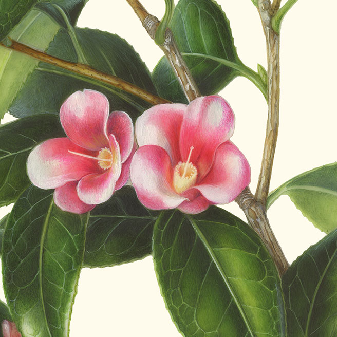 Camellia japonica cv. kocho-wabisuke ツバキ‘胡蝶侘助’