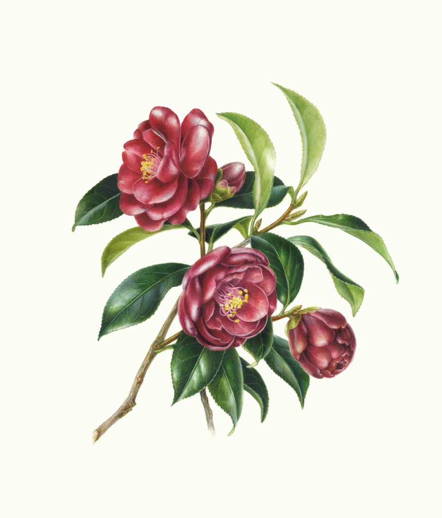 Camellia japonica‘Kuro-tsubaki’ ツバキ ’黒椿’