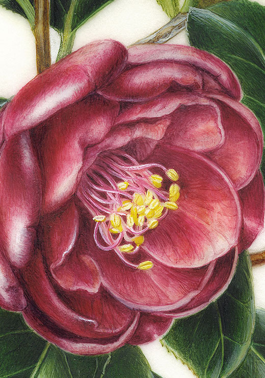 Camellia japonica‘Kuro-tsubaki’ ツバキ ’黒椿’