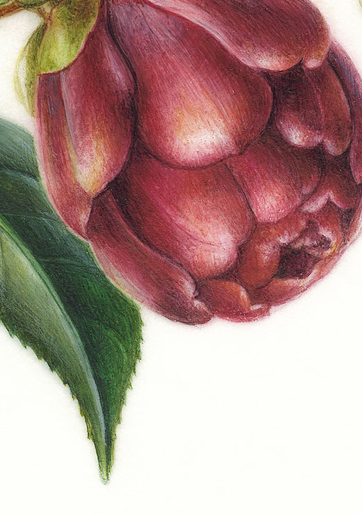 Camellia japonica‘Kuro-tsubaki’ ツバキ ’黒椿’