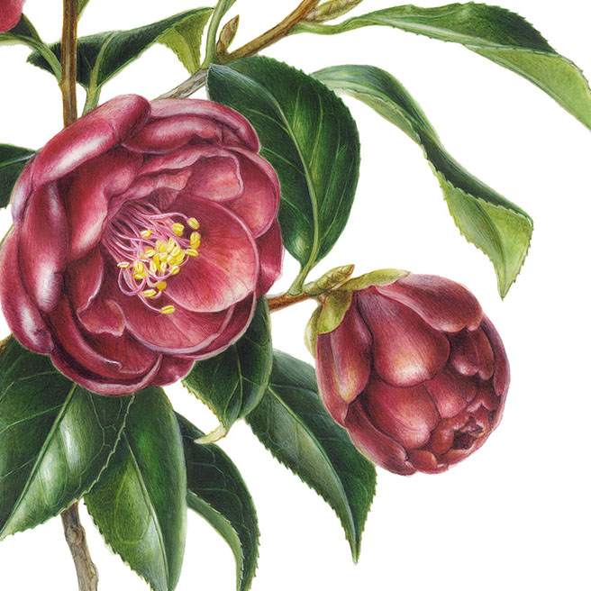 Camellia japonica‘Kuro-tsubaki’ ツバキ ’黒椿’