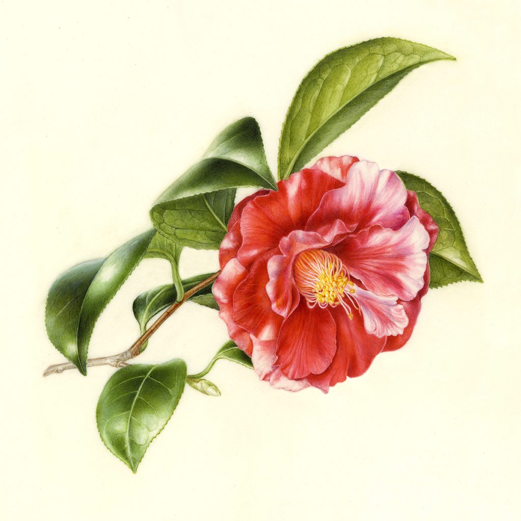 Camellia japonica ‘Hana-no-sato’ ツバキ ’花の里’