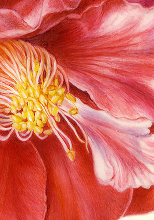 Camellia japonica ‘Hana-no-sato’ ツバキ ’花の里’