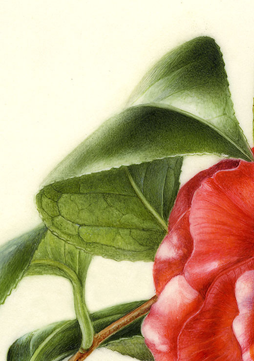 Camellia japonica ‘Hana-no-sato’ ツバキ ’花の里’