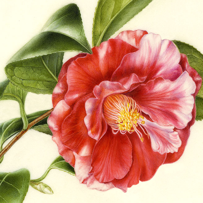 Camellia japonica ‘Hana-no-sato’ ツバキ ’花の里’