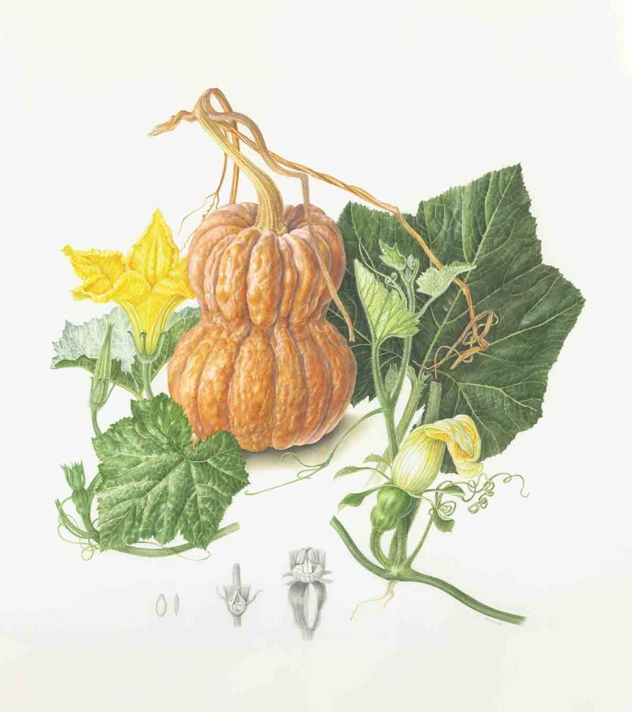 Shishigatani Kabocha pumpkin Cucurbita moschata 鹿ケ谷かぼちゃ