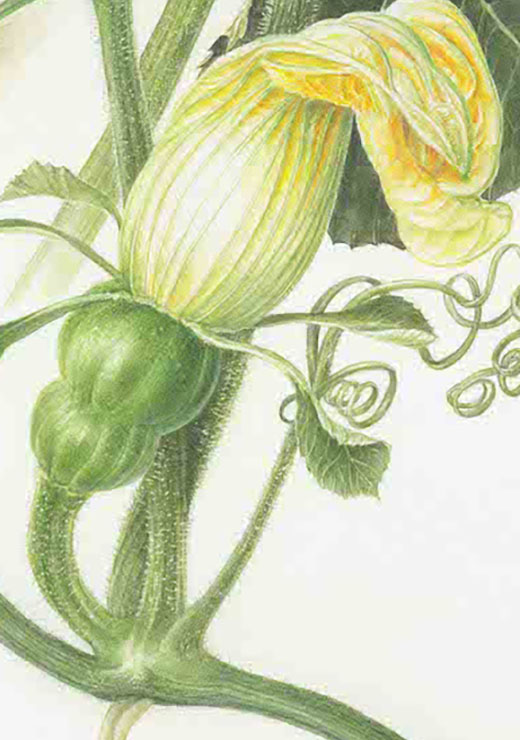 Shishigatani Kabocha pumpkin Cucurbita moschata 鹿ケ谷かぼちゃ