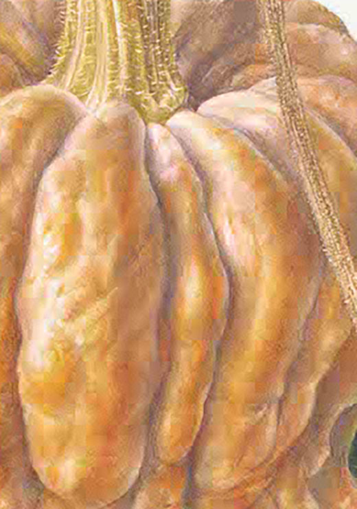 Shishigatani Kabocha pumpkin Cucurbita moschata 鹿ケ谷かぼちゃ