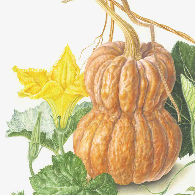 Shishigatani Kabocha pumpkin Cucurbita moschata 鹿ケ谷かぼちゃ