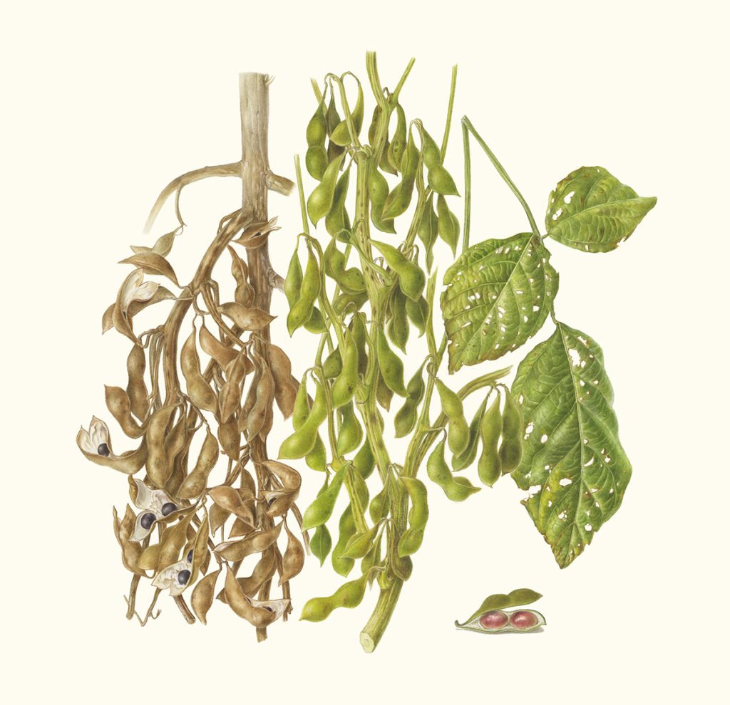 Black soybean ‘Tambaguro’ Glycine max (L.)Merr. 丹波黒大豆