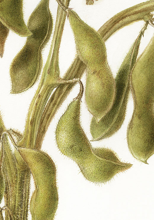 Black soybean ‘Tambaguro’ Glycine max (L.)Merr. 丹波黒大豆