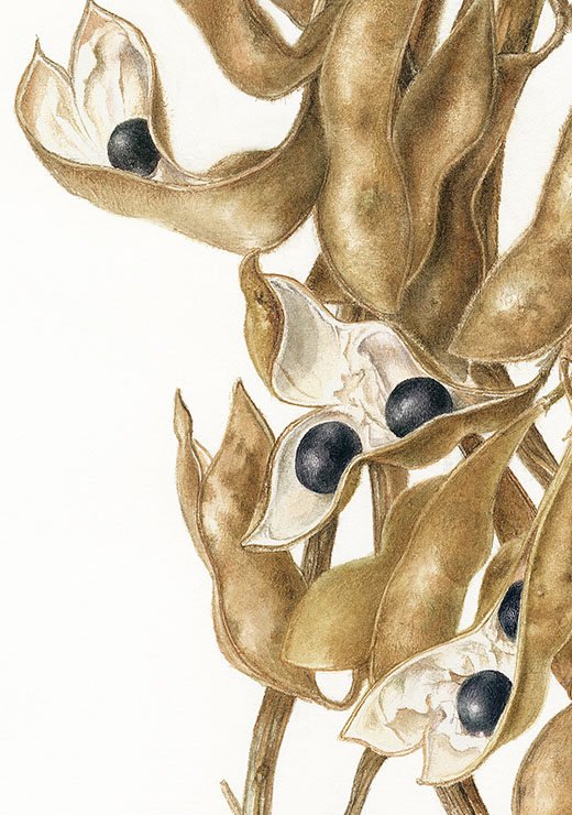 Black soybean ‘Tambaguro’ Glycine max (L.)Merr. 丹波黒大豆