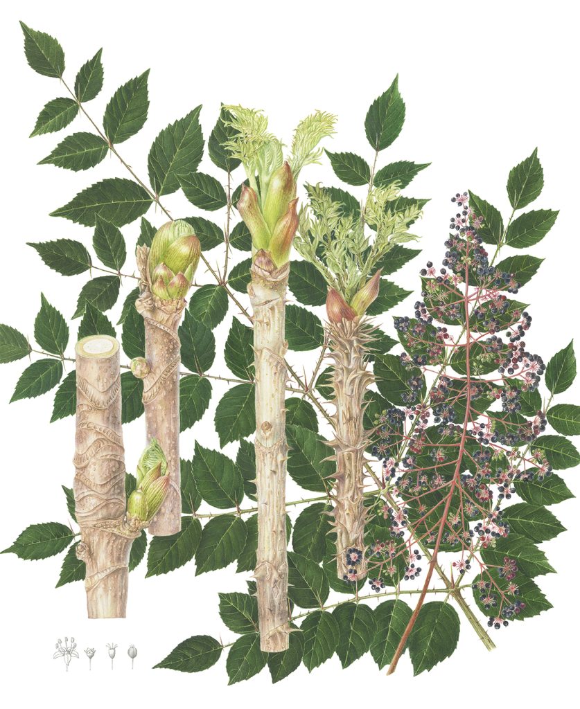 Japanese Angelica tree Aralia elata (Miq.) Seem. タラノキ