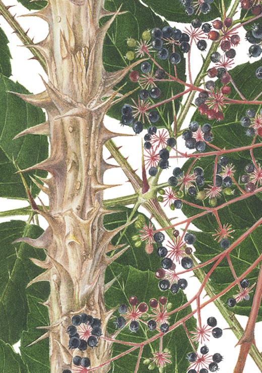 Japanese Angelica tree Aralia elata (Miq.) Seem. タラノキ