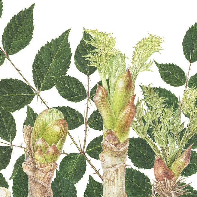 Japanese Angelica tree Aralia elata (Miq.) Seem. タラノキ