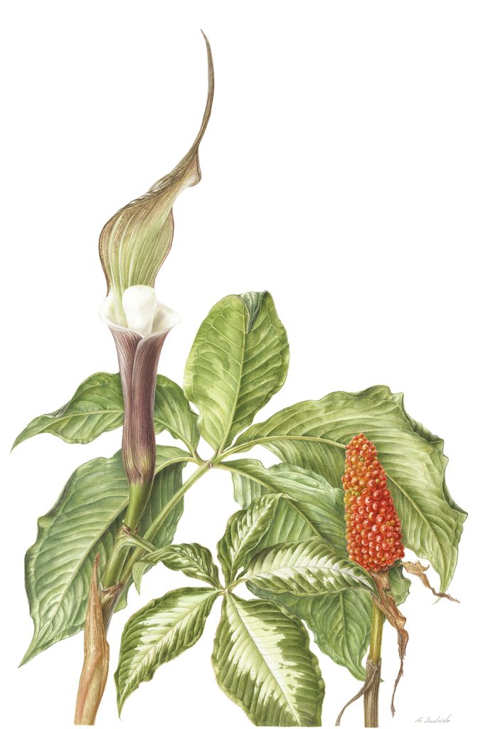 Japanese-Jack-in-pulpit Arisaema sikokianum Franch.et Sav. ユキモチソウ