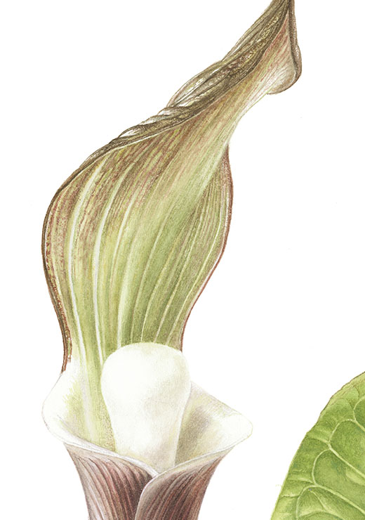Japanese-Jack-in-pulpit Arisaema sikokianum Franch.et Sav. ユキモチソウ