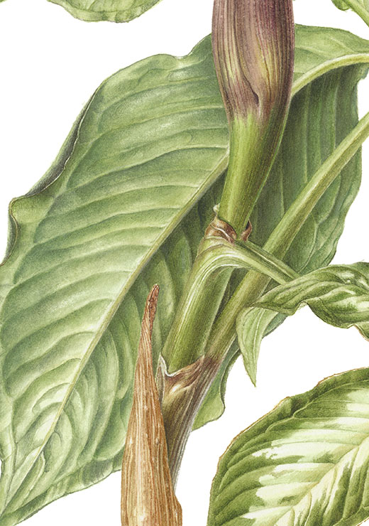 Japanese-Jack-in-pulpit Arisaema sikokianum Franch.et Sav. ユキモチソウ