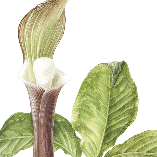 Japanese-Jack-in-pulpit Arisaema sikokianum Franch.et Sav. ユキモチソウ