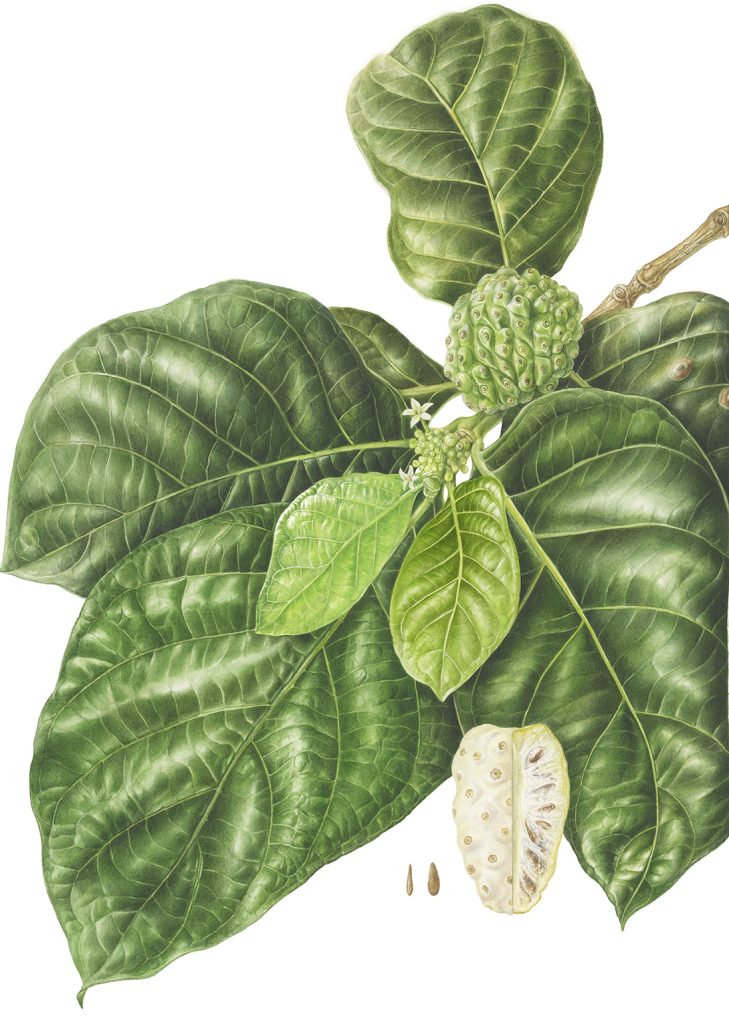 Noni Morinda citrifolia ノニ